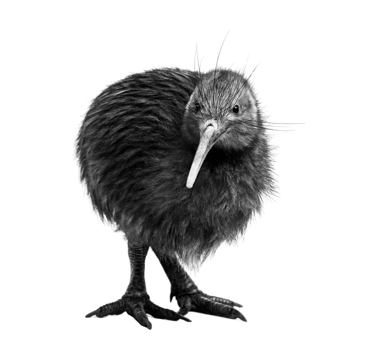 a black and white image of a kiwi bird